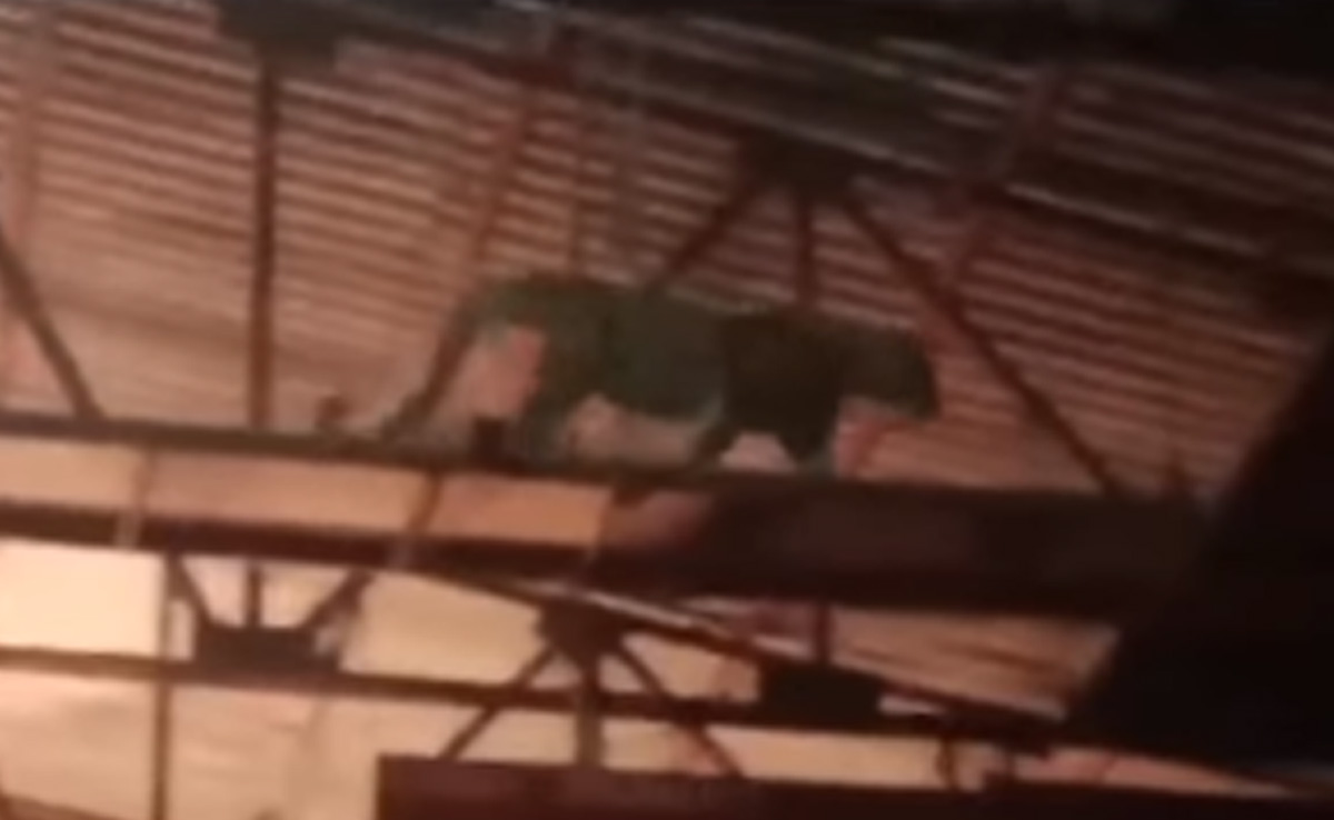 चल रही थी टीवी सीरियल की शूटिंग तभी सेट पर दिखा तेंदुआ और मच गया हल्ला