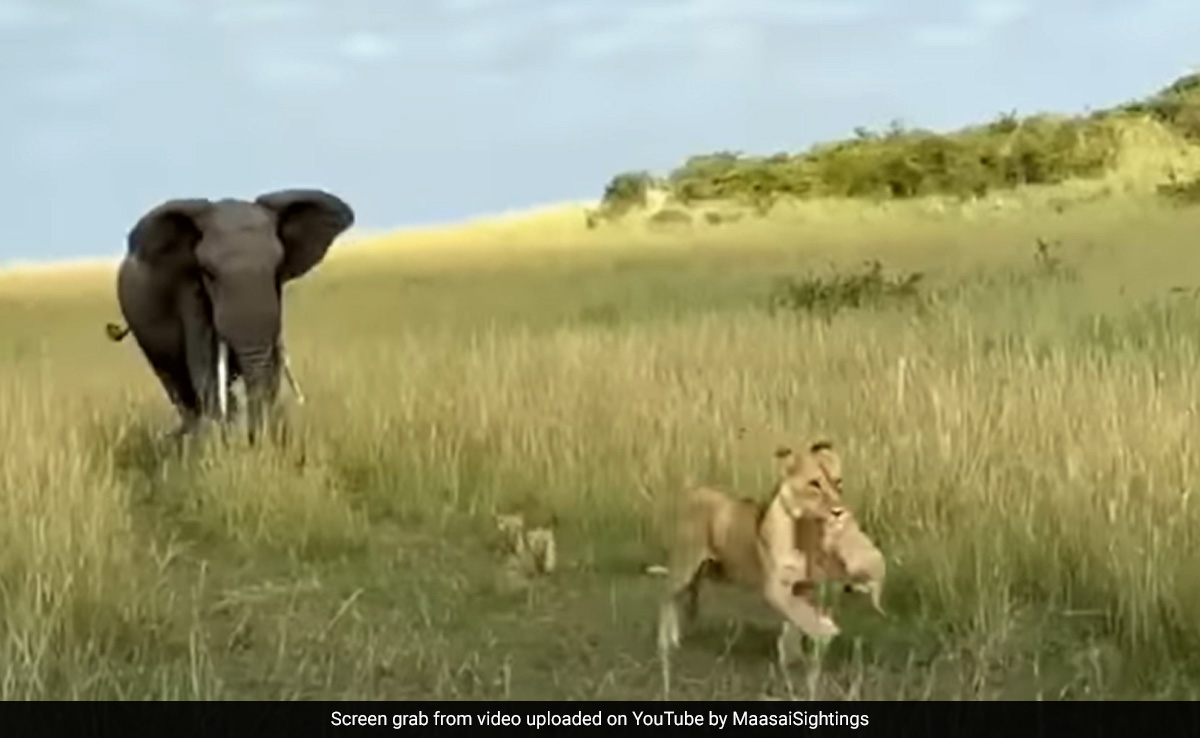 Watch: Lioness Runs When An Elephant Charges While She Was With Her Cubs