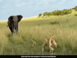 शावकों के साथ मस्ती कर रही थी शेरनी, तभी वहां आ धमका जंगली हाथी और फिर.. शावकों के साथ मस्ती कर रही थी शेरनी, तभी वहां आ धमका जंगली हाथी और फिर..