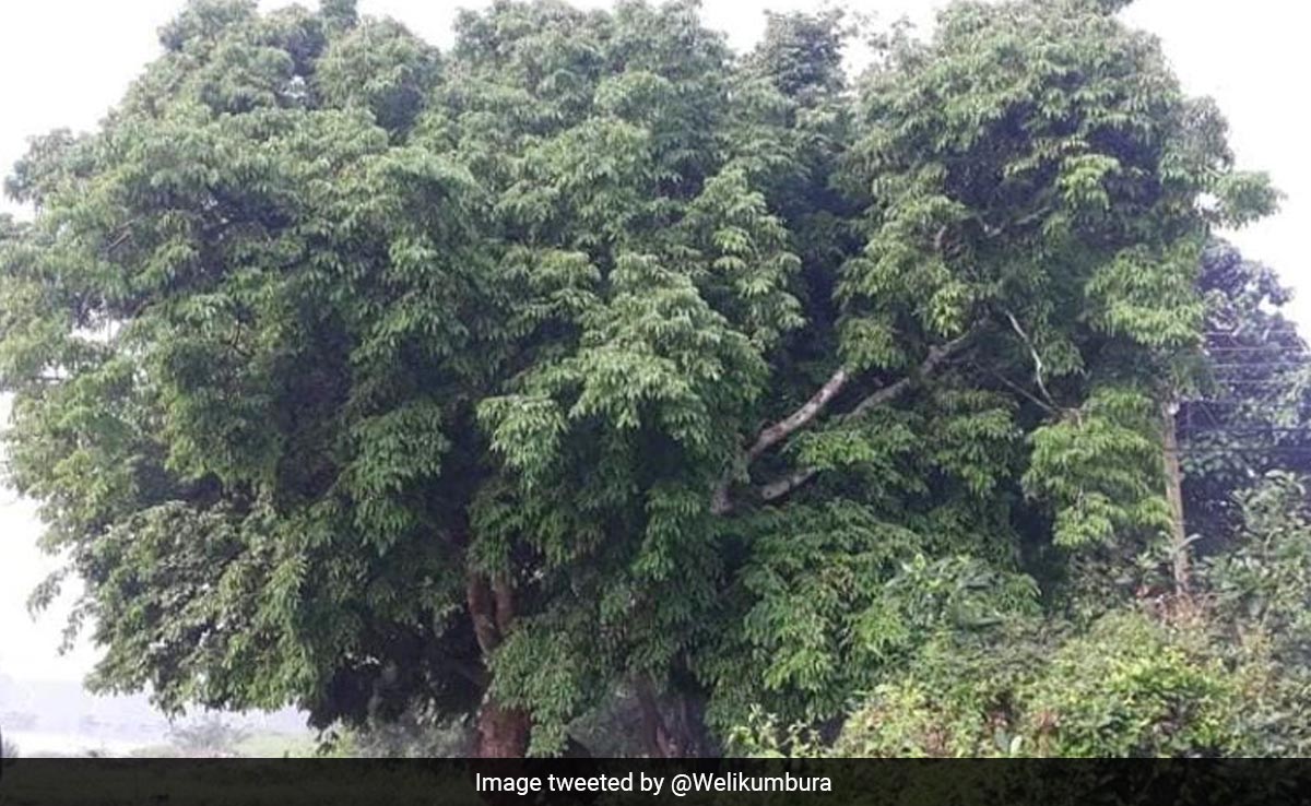 'Last Legume' Tree Uprooted To Build Highway In Sri Lanka