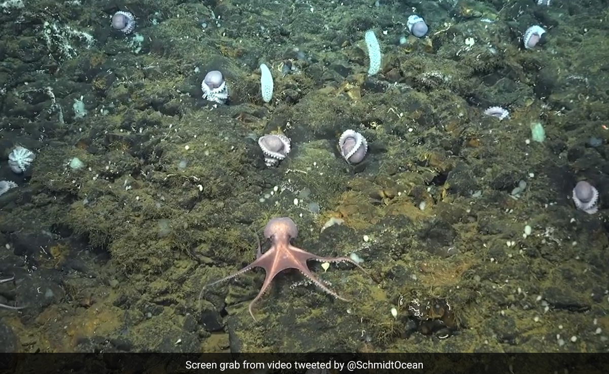 Scientists Find Never-Seen-Before Deep-Sea Octopus Nursery