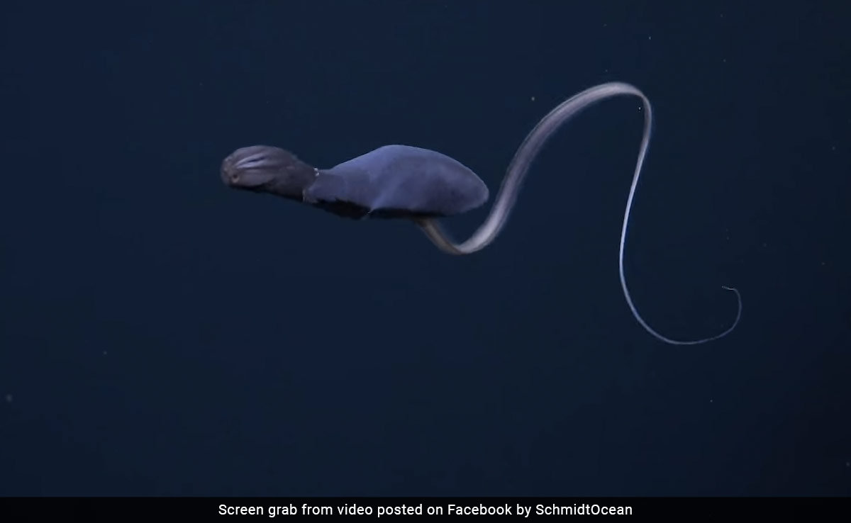 Video: Scientists Spot A Rare Gulper Eel With Inflated Stomach