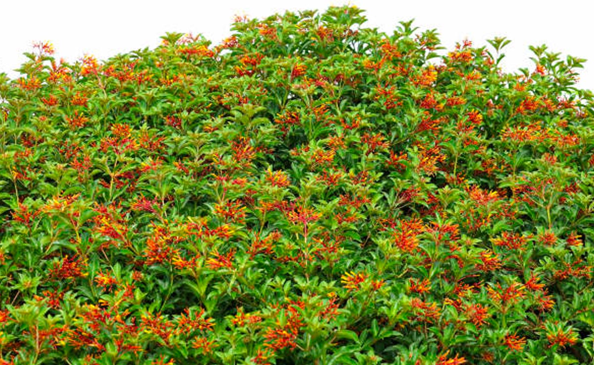 फुदकियों से लदा हेमेलिया