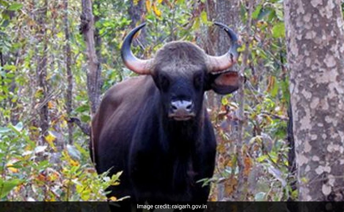 रायगढ़: छत्तीसगढ़ की सांस्कृतिक राजधानी का रुतबा, बहता है 'राम झरना' यहां