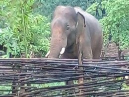 जंगली हाथी देखने का शौक युवक को पड़ा भारी, हाथी ने पटक-पटक मार डाला जंगली हाथी देखने का शौक युवक को पड़ा भारी, हाथी ने पटक-पटक मार डाला