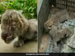 बिल्ली का बच्चा समझ घर ले आये तेंदुए के शावक, IFS ऑफिसर का फूटा गुस्सा, कहा- ये सेल्फी का क्रेज बिल्ली का बच्चा समझ घर ले आये तेंदुए के शावक, IFS ऑफिसर का फूटा गुस्सा, कहा- ये सेल्फी का क्रेज