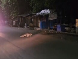 श्योपुर : कांग्रेस विधायक बाबू जंडेल ने रस्सी बांधकर मगरमच्छ को किया काबू श्योपुर : कांग्रेस विधायक बाबू जंडेल ने रस्सी बांधकर मगरमच्छ को किया काबू