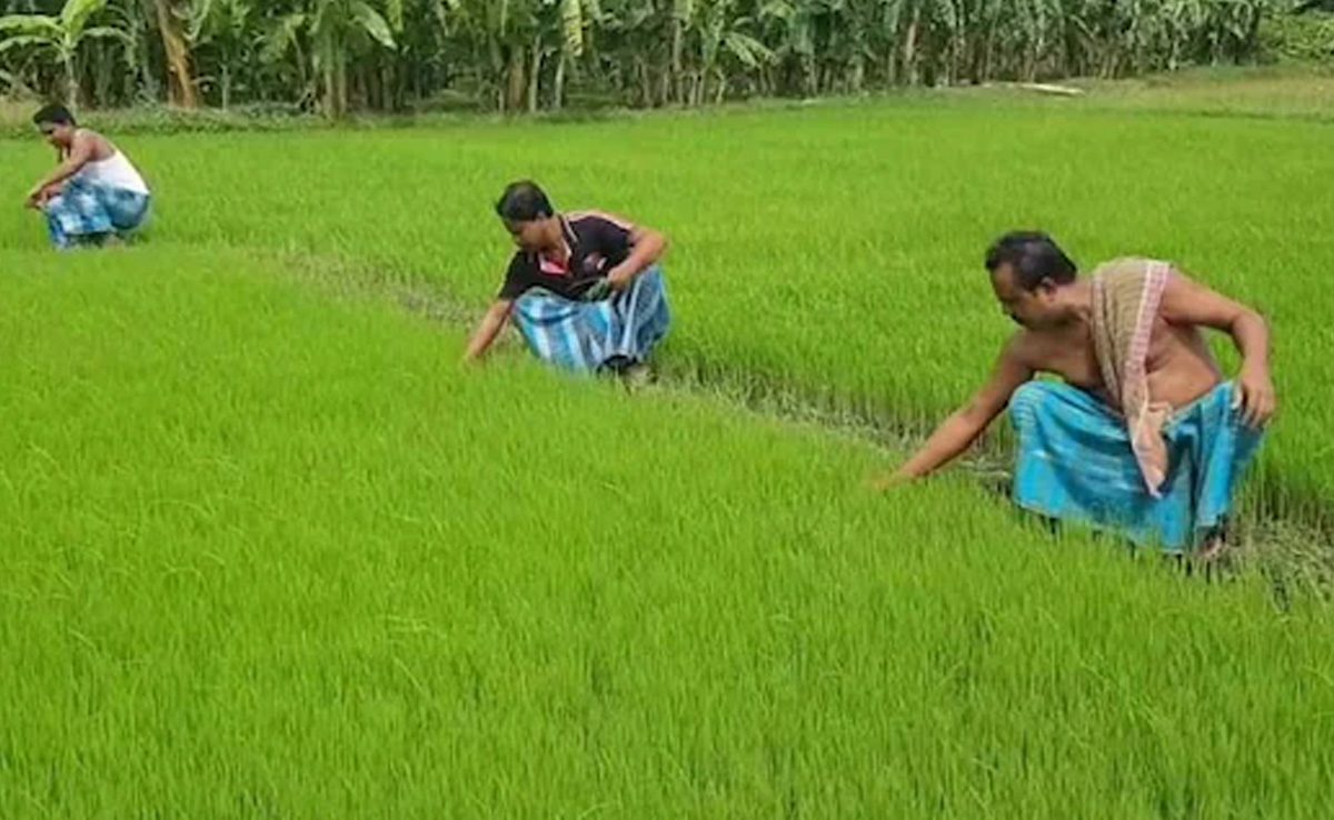 Maharashtra Agriculture Day 2023: Date, History And Significance Of Maharashtra Krishi Din