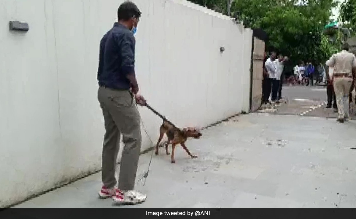 14 Street Dogs Found In South Delhi Home. Neighbours Complained To Cops