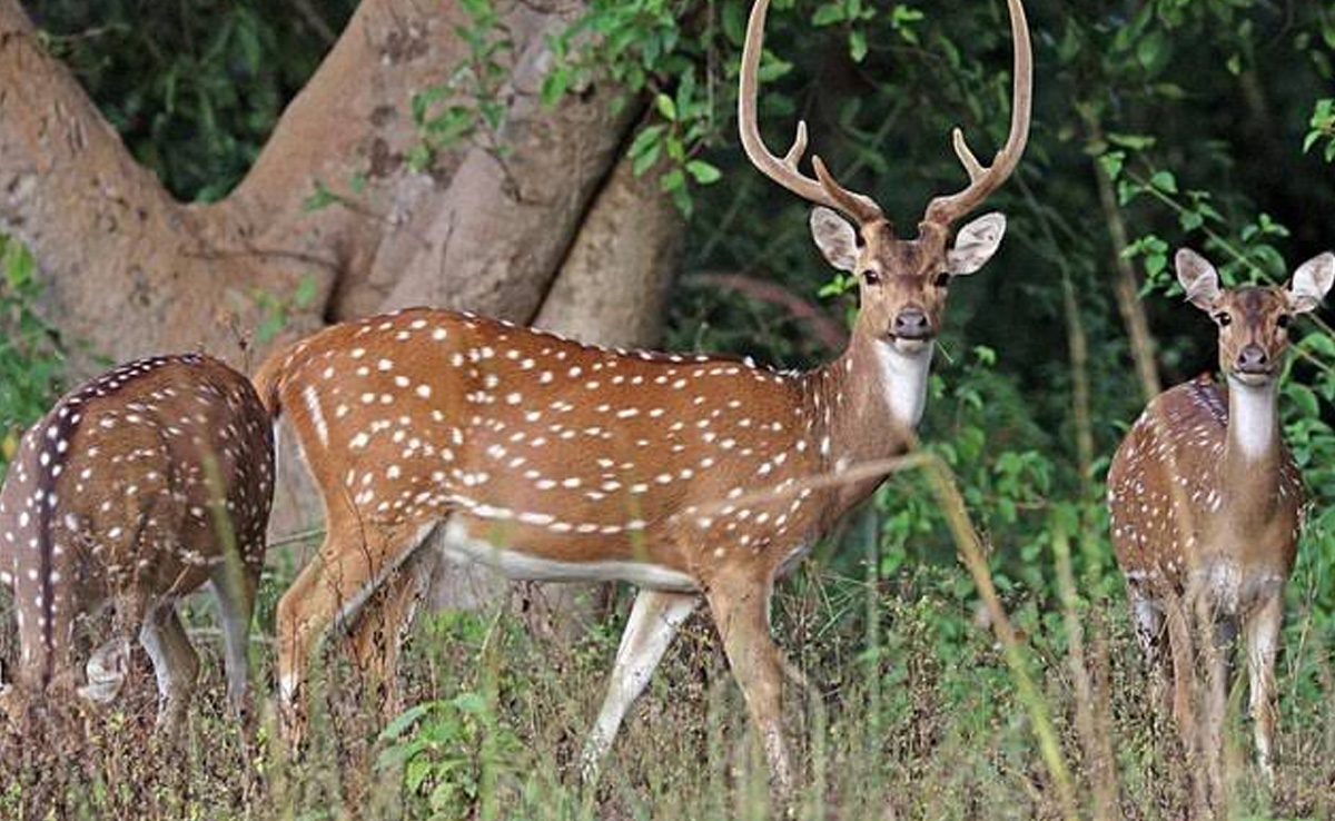 ट्रक के ज़रिए पेंच नेशनल पार्क से कूनो नेशनल पार्क जा रहे 26 में से 12 चीतल लापता