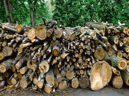 US Man Who Slashed Neighbour's Trees For Better View May Have To Pay $1.5 Million US Man Who Slashed Neighbour's Trees For Better View May Have To Pay $1.5 Million