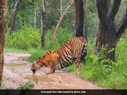बारिश के बीच अपनी प्यास बुझाता दिखा बाघ, दुर्लभ नज़ारा देख मंत्रमुग्ध हुए लोग बारिश के बीच अपनी प्यास बुझाता दिखा बाघ, दुर्लभ नज़ारा देख मंत्रमुग्ध हुए लोग