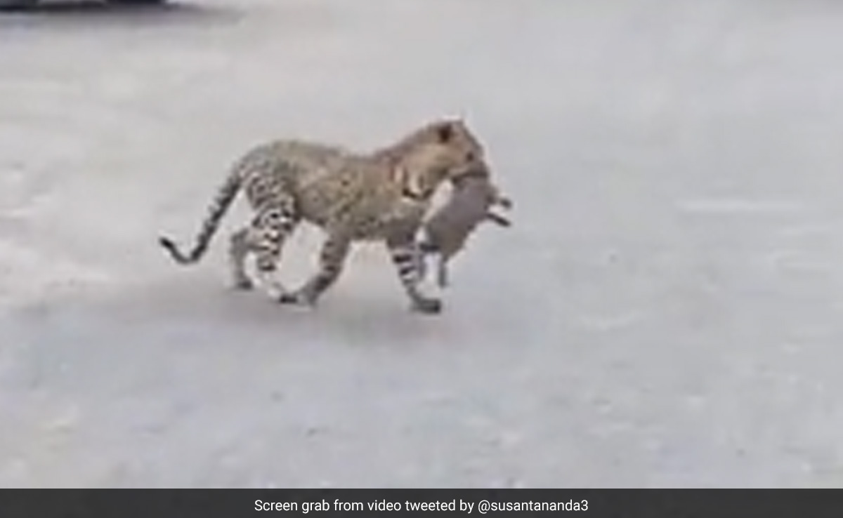 जंगली सुअर को मुंह में दबोचकर बीच सड़क पर खड़ा था तेंदुआ, आगे जो हुआ, आप कहेंगे लालच बुरी बला है