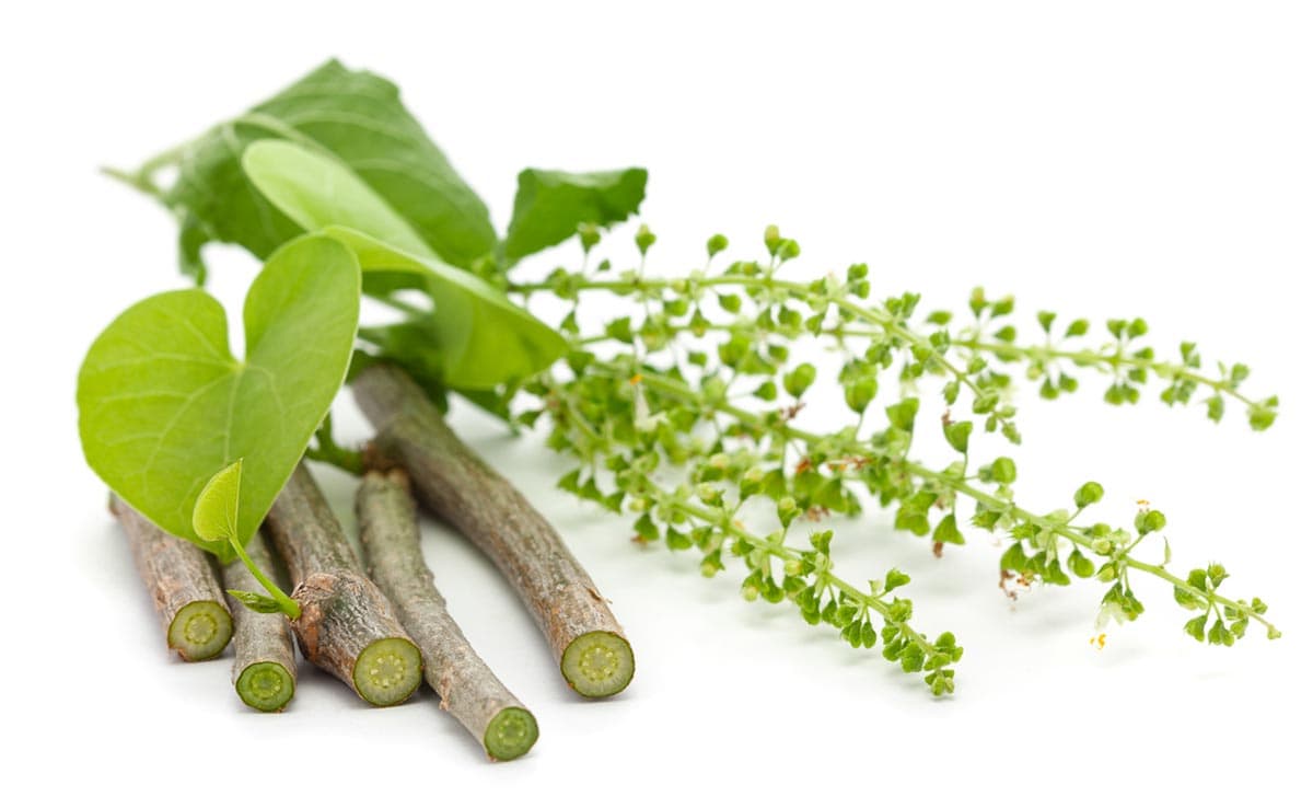 Giloy In Winters: Here's Why This Herb Is A Must During Colder Months