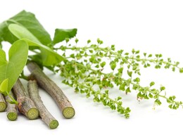 Giloy In Winters: Here's Why This Herb Is A Must During Colder Months