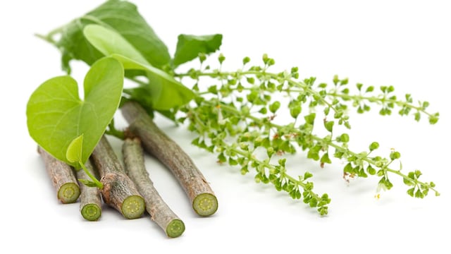 Giloy is rich in antioxidants, which can help reduce oxidative stress