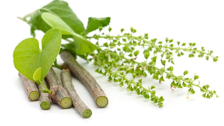 Giloy In Winters: Here's Why This Herb Is A Must During Colder Months