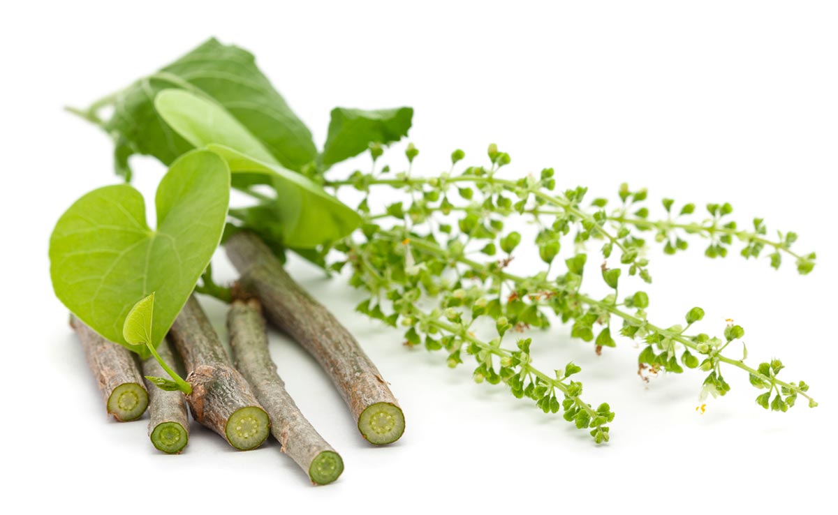 Giloy is rich in antioxidants, which can help reduce oxidative stress