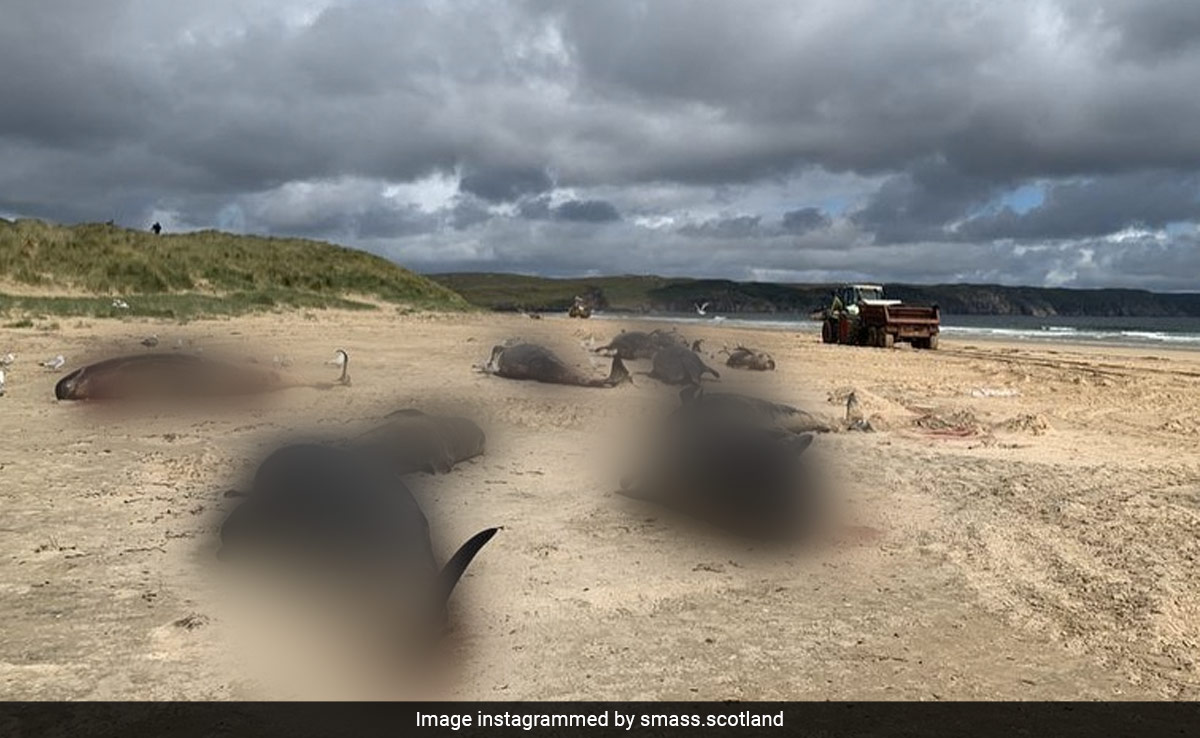 Experts Reveal Tragic Reason Behind Death Of 55 Whales On Scottish Beach