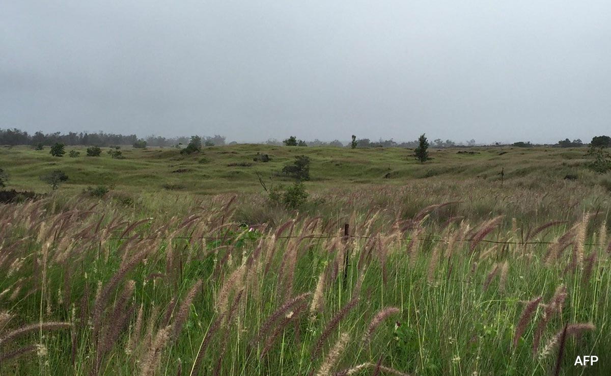 In Deadly Hawaii Wildfires, Experts Blame This "Ignitable" Grass Species