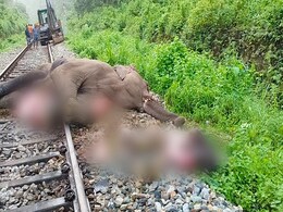 Pregnant Elephant Dies After Being Hit By Goods Train In West Bengal Pregnant Elephant Dies After Being Hit By Goods Train In West Bengal