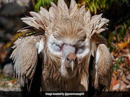 हिमालयन गिद्ध की आंखें देख डर गए लोग, IFS ने फोटो शेयर कर किया ये खुलासा, सोच में पड़ जाएंगे आप हिमालयन गिद्ध की आंखें देख डर गए लोग, IFS ने फोटो शेयर कर किया ये खुलासा, सोच में पड़ जाएंगे आप