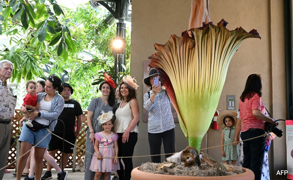 "Smells Like Rotting Flesh": Rare Corpse Flower Blooms In California