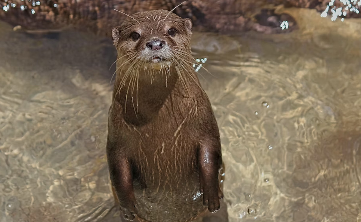 Two Women Injured And One Airlifted To Hospital After Wild Otter Attack In US