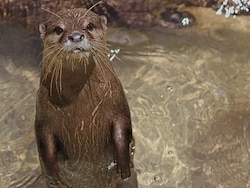 Otters To Return To Delhi Zoo After Two Decades