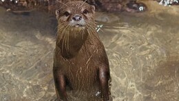 Otters To Return To Delhi Zoo After Two Decades