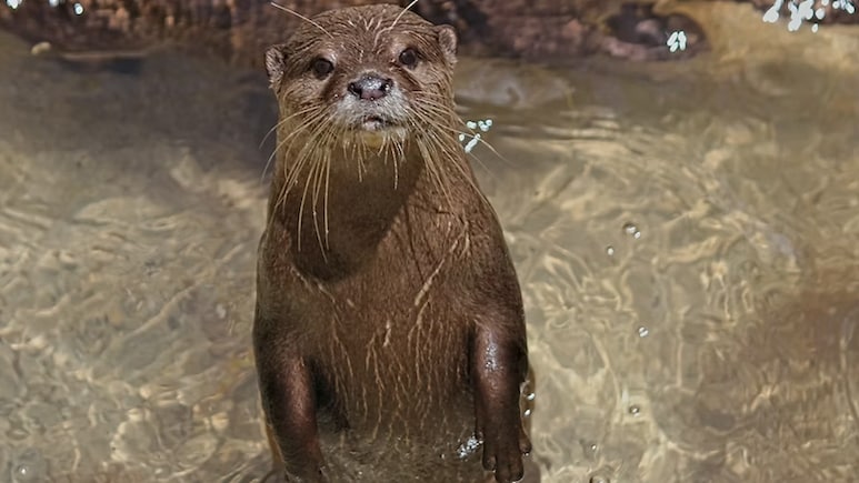Otters To Return To Delhi Zoo After Two Decades