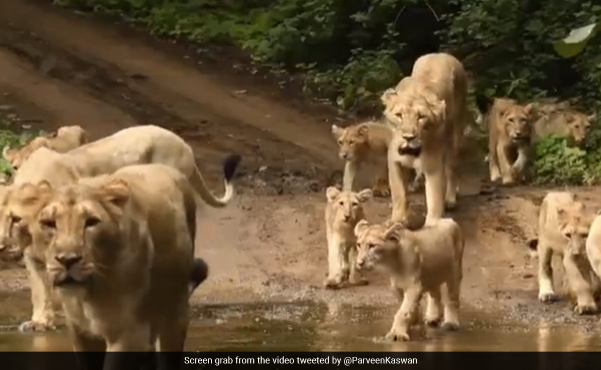 ''Majestic Sight'': On World Lion Day, Incredible Video Of A Pride Of Lions Goes Viral