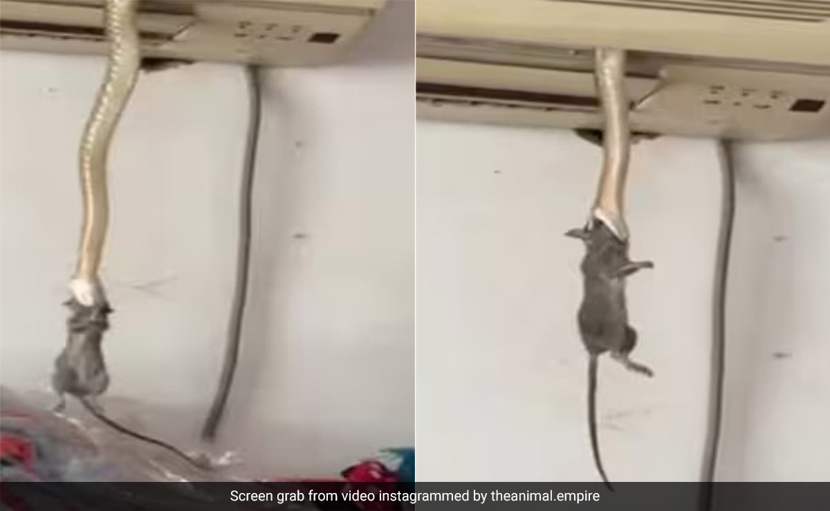 AC से निकलकर चूहे को चट कर गया सांप, वीडियो देख चौंक उठे लोग