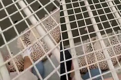 Panna में एक किसान के घर में घुसा तेंदुआ, मची अफरातफरी । Panna Tiger Reserve Panna में एक किसान के घर में घुसा तेंदुआ, मची अफरातफरी । Panna Tiger Reserve