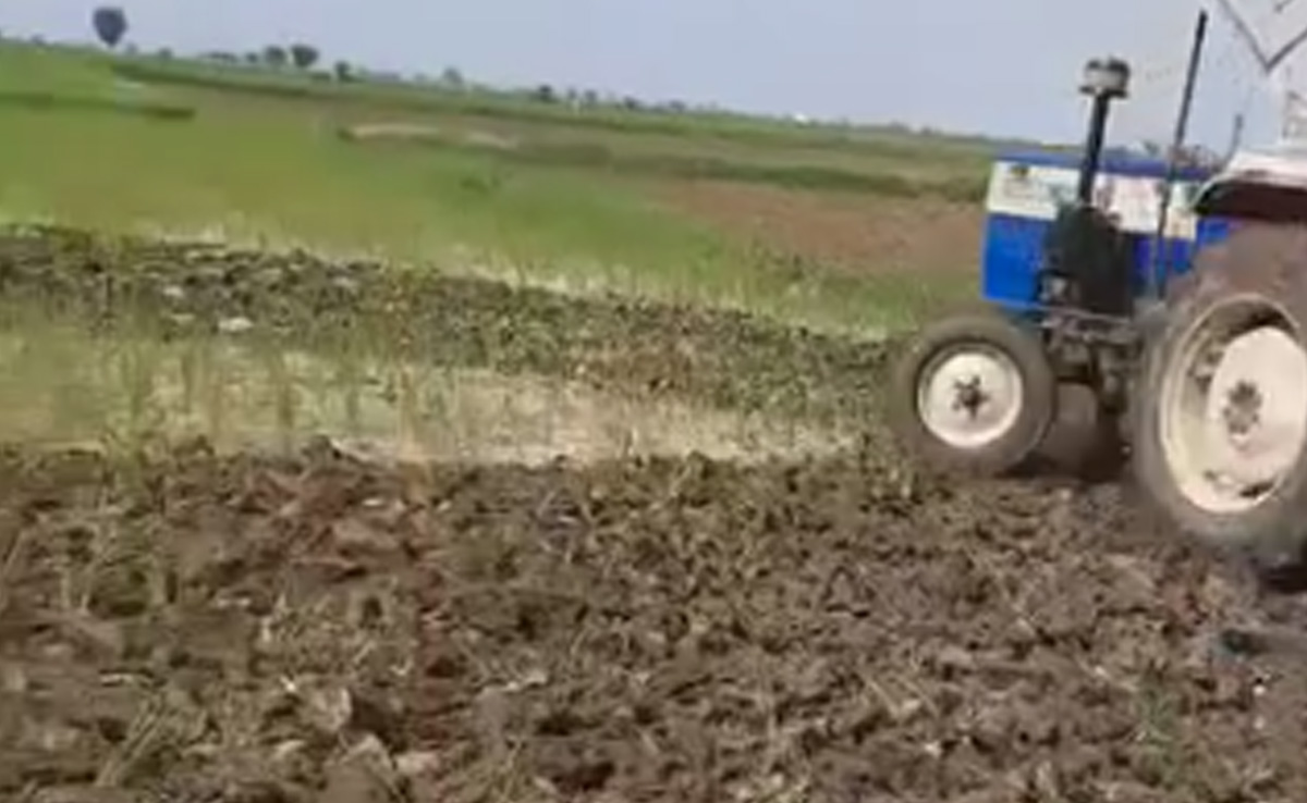 श्योपुर : बारिश ना होने से बढ़ी किसानों की परेशानी, जोत रहे हैं अपनी खड़ी फसल