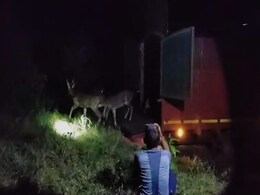 रामगढ़ टाइगर रिजर्व में छोड़े गए 23 चीतल, अभयारण्य में 100 चीतल छोड़ने की है तैयारी रामगढ़ टाइगर रिजर्व में छोड़े गए 23 चीतल, अभयारण्य में 100 चीतल छोड़ने की है तैयारी