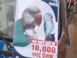 Parrot Goes Missing, Madhya Pradesh Man Offers Rs 10,000 Cash Reward Parrot Goes Missing, Madhya Pradesh Man Offers Rs 10,000 Cash Reward