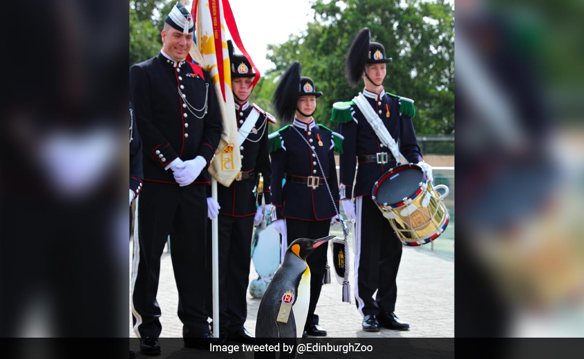 मिलिए, सर निल्स नाम के इस Penguin से... जिसे नॉर्वे आर्मी में मिली तीसरी सबसे बड़ी रैंक, मिल रही शाबाशियां