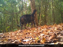 पहले कभी नहीं देखा होगा दुर्लभ काले रंग का बाघ, IFS अधिकारी ने शेयर किया Video, बार-बार देख रहे लोग पहले कभी नहीं देखा होगा दुर्लभ काले रंग का बाघ, IFS अधिकारी ने शेयर किया Video, बार-बार देख रहे लोग
