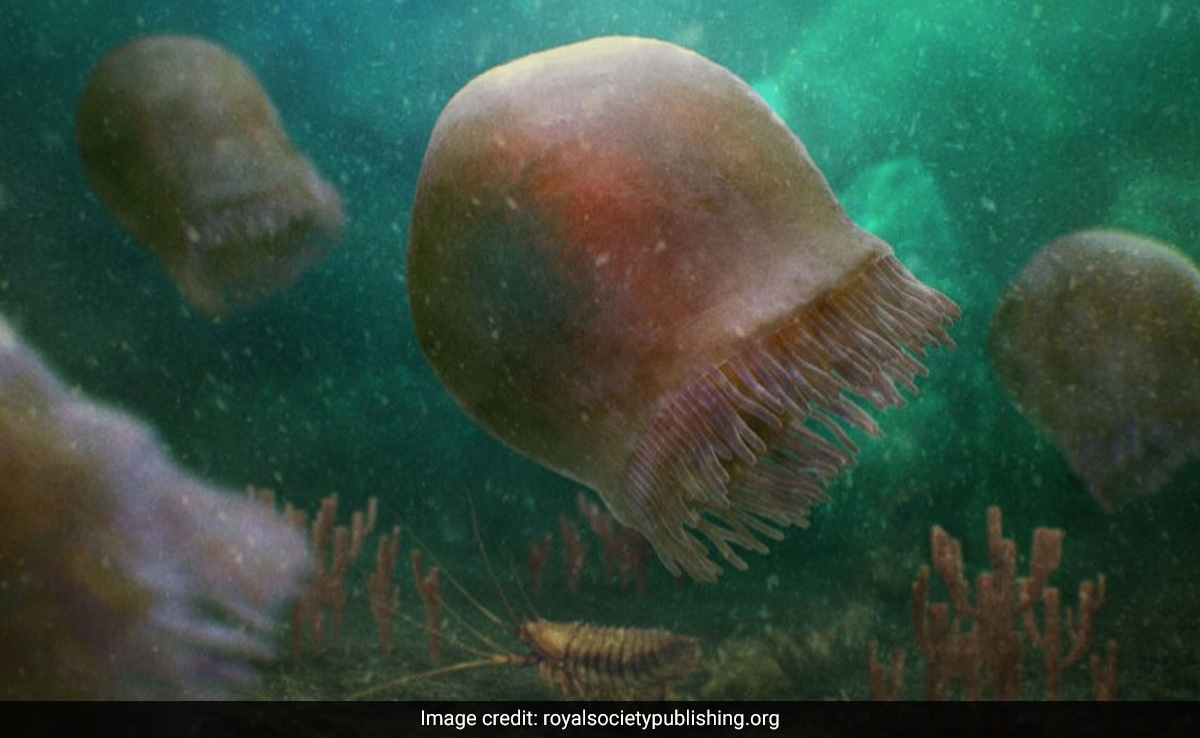 Oldest Known Jellyfish Fossil Ever Found Is Over 500 Million Years Old