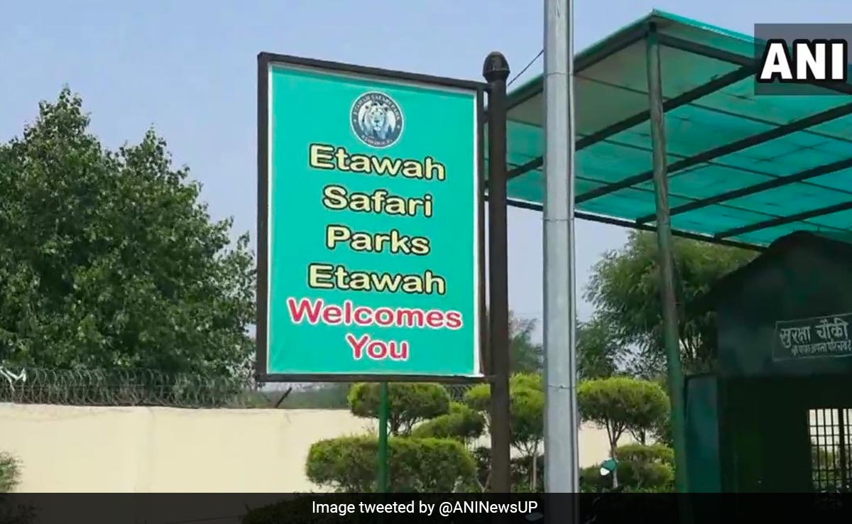 Last Lion Cub At UP's Etawah Safari Park Dies