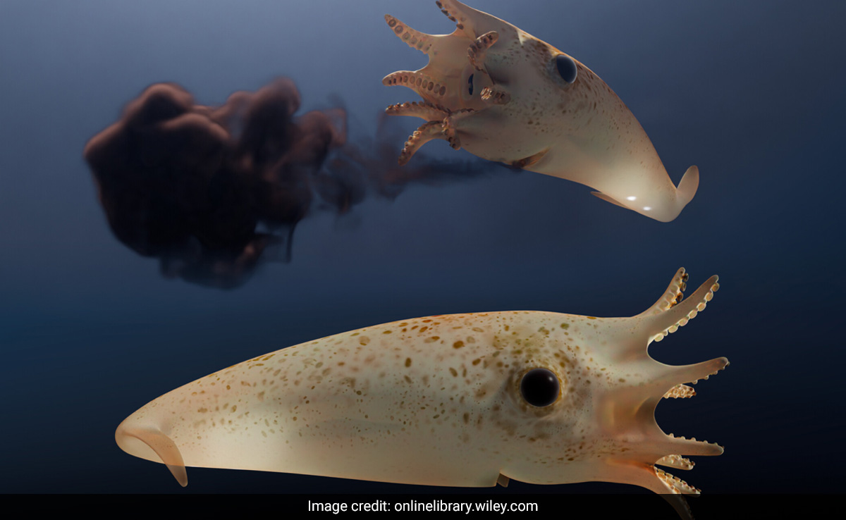 'Fleeing Vampire' Squid Haunted Earth's Oceans 165 Million Years Ago, Reveals Study