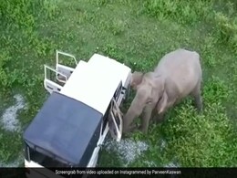 हाथी ने खेल-खेल में तोड़ दी वन अधिकारियों की गाड़ी, पहले पूरी ताकत लगाकर गाड़ी को मारे झटके और फिर... हाथी ने खेल-खेल में तोड़ दी वन अधिकारियों की गाड़ी, पहले पूरी ताकत लगाकर गाड़ी को मारे झटके और फिर...