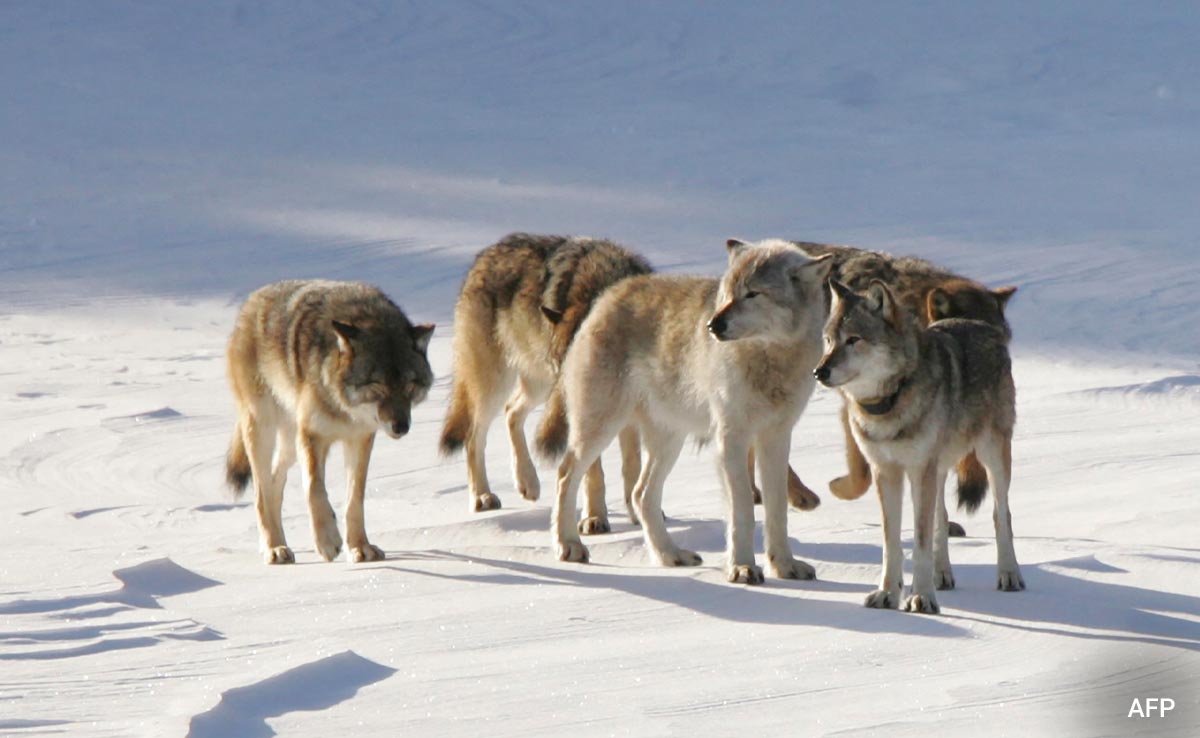 How A Lone 'Immigrant' Wolf Revived A Forest Ecosystem