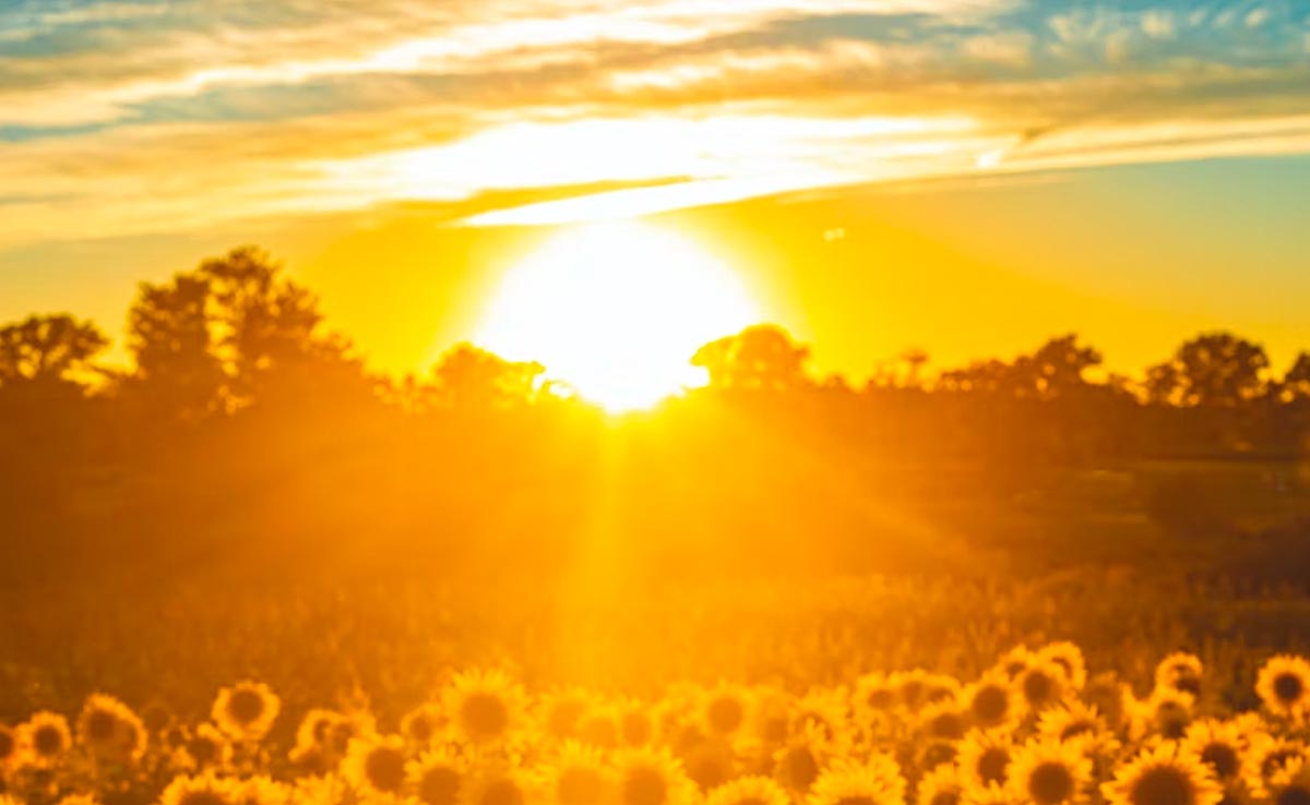 1.2 Million Sunflowers In 80 Acres: US Farmer Surprises Wife Ahead Of 50th Anniversary