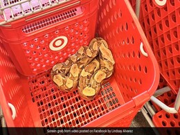 शॉपिंग कार्ट में बैठा था विशाल सांप, बिना देखे दुकान के अंदर लेकर आ गया कस्टमर और फिर जो हुआ... शॉपिंग कार्ट में बैठा था विशाल सांप, बिना देखे दुकान के अंदर लेकर आ गया कस्टमर और फिर जो हुआ...