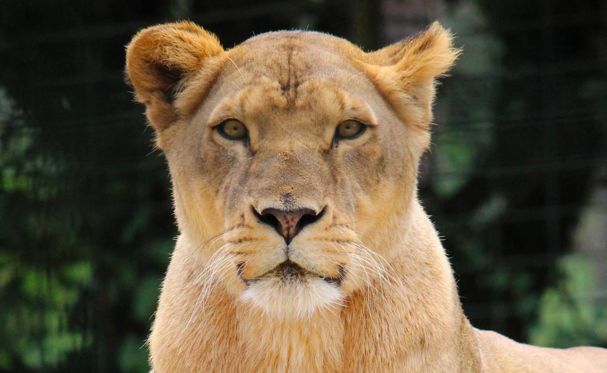 Hindu Outfit Goes To Court Over Lioness Named 'Sita' At Bengal Safari Park