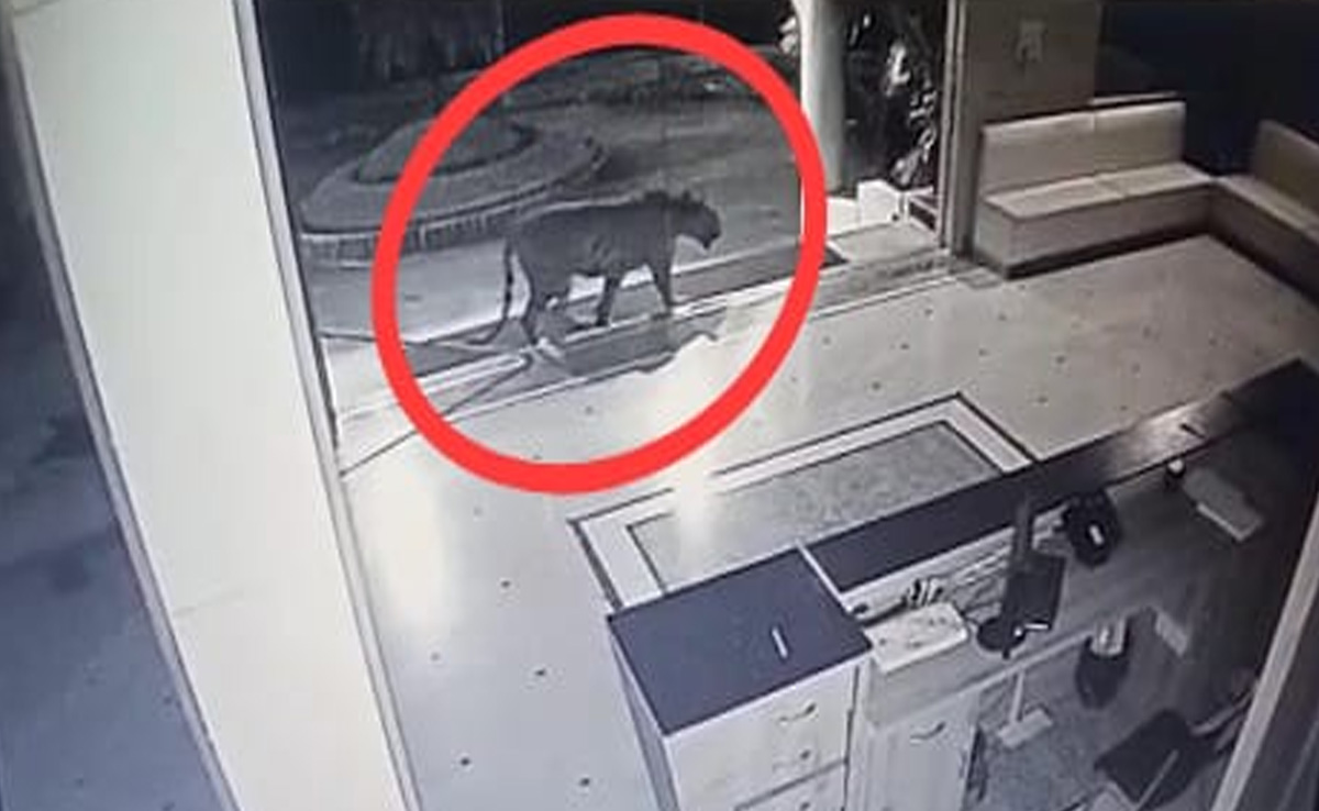 Video: भोपाल की निजी यूनिवर्सिटी कैंपस में घुसी बाघिन, कर्मचारियों ने ऐसे बचाई जान