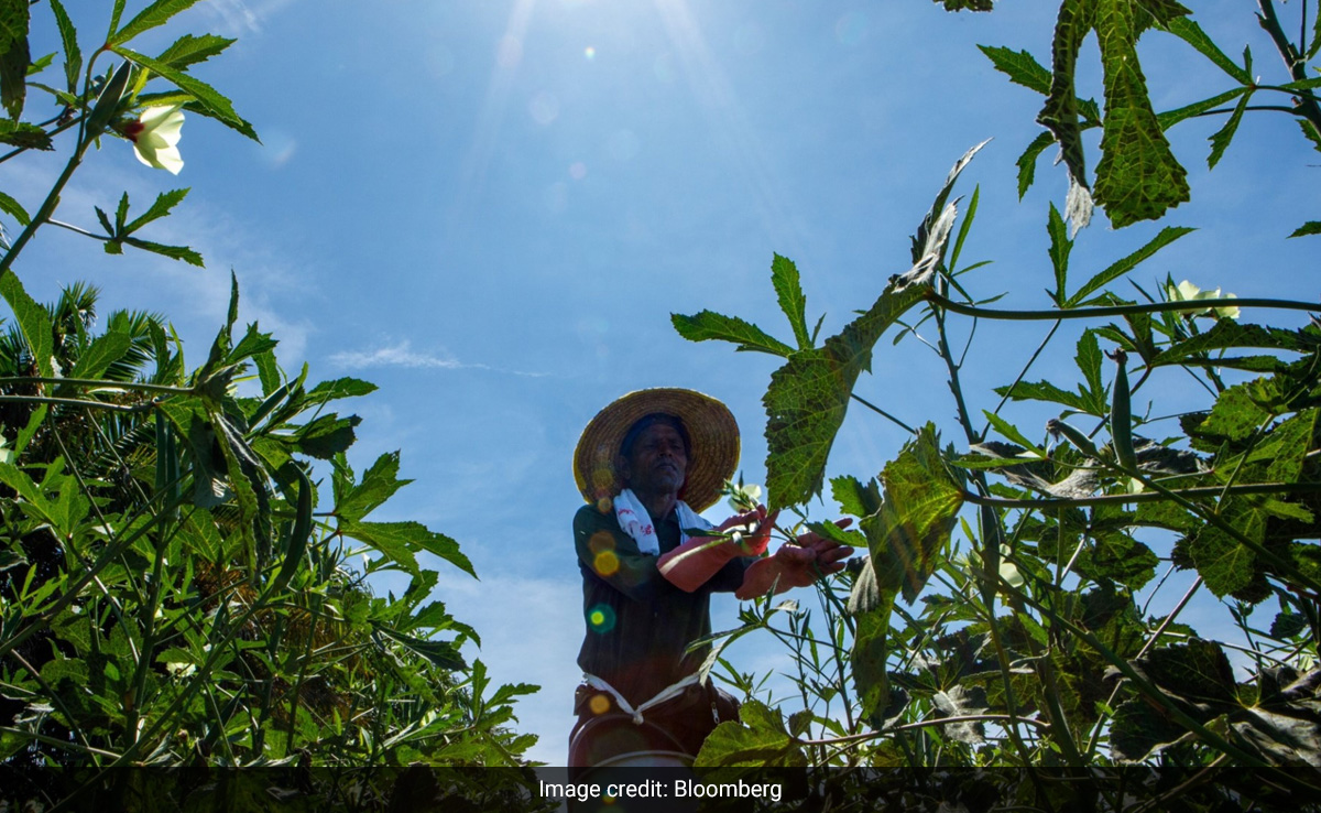 As Summer Heat Waves Rise, The Secondary Effect - People Go Hungry