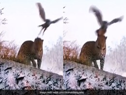 तेंदुआ आराम से बैठा था, अचानक बाज़ ने जानवर के सिर पर किया वार, गुस्से में तेंदुए ने किया कुछ ऐसा... तेंदुआ आराम से बैठा था, अचानक बाज़ ने जानवर के सिर पर किया वार, गुस्से में तेंदुए ने किया कुछ ऐसा...